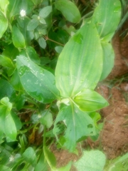 Commelina benghalensis