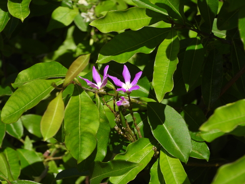Pentopetia grevei