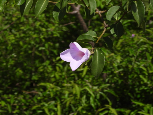 Image of Cryptostegia madagascariensis by (c) amantedarmanin, some rights reserved (CC BY)