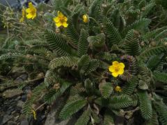 Argentina tugitakensis