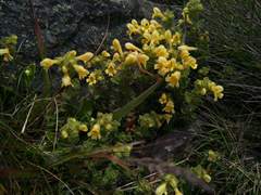 Euphrasia nankotaizanensis