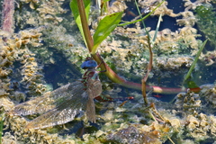 Coryphaeschna ingens