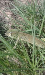 Chamaeleo senegalensis