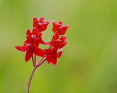 Asclepias lanceolata