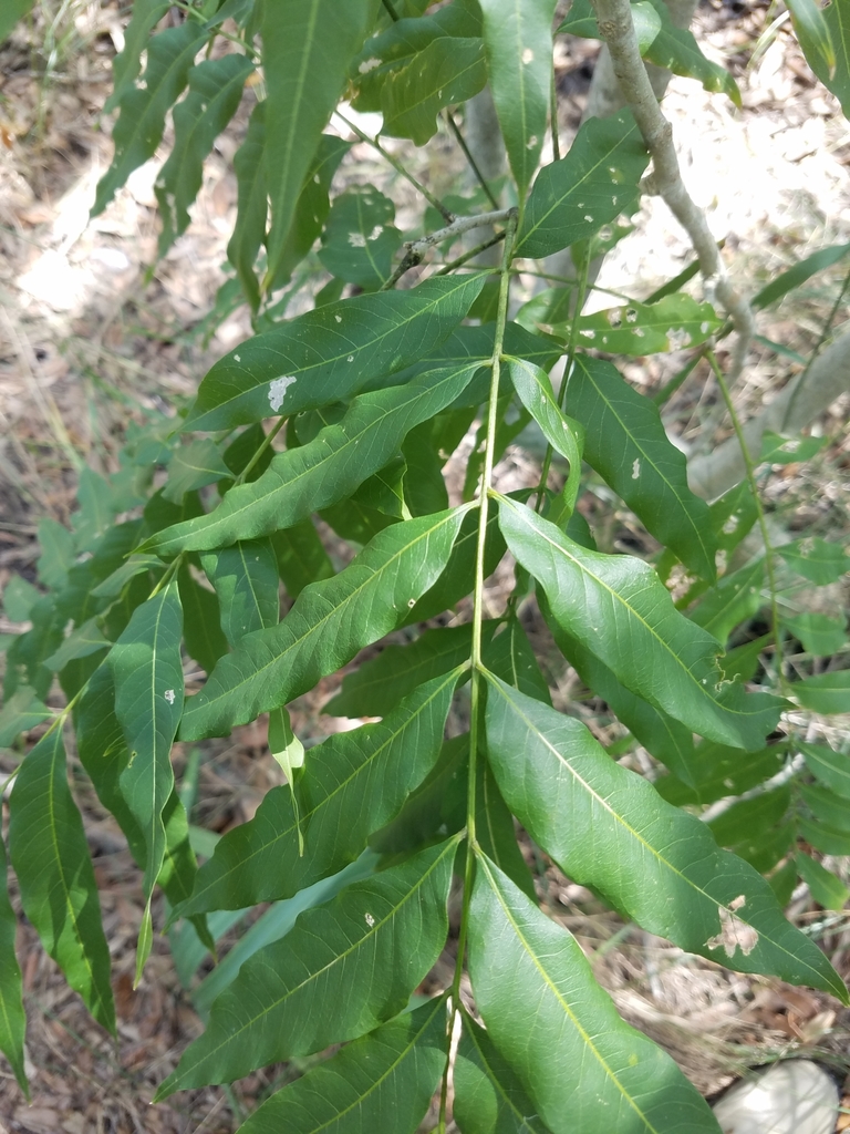 Florida soapberry