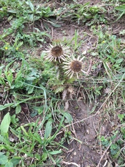 Carlina vulgaris