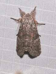 Meleneta antennata