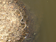 Nerodia clarkii clarkii