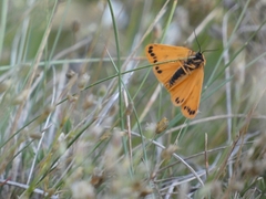 Setina aurita