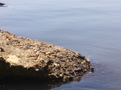 Nerodia clarkii clarkii