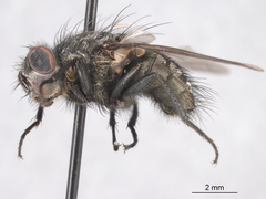 Pollenia rudis