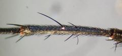Pollenia rudis