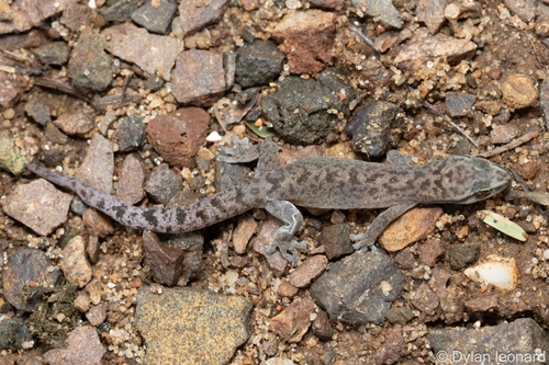 Marley’s Flat Gecko, Afroedura marleyi