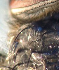 Pollenia rudis