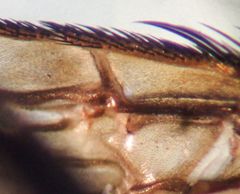 Pollenia rudis