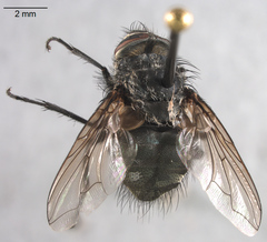 Pollenia rudis