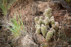 Mammillaria sheldonii