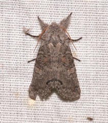 Meleneta antennata