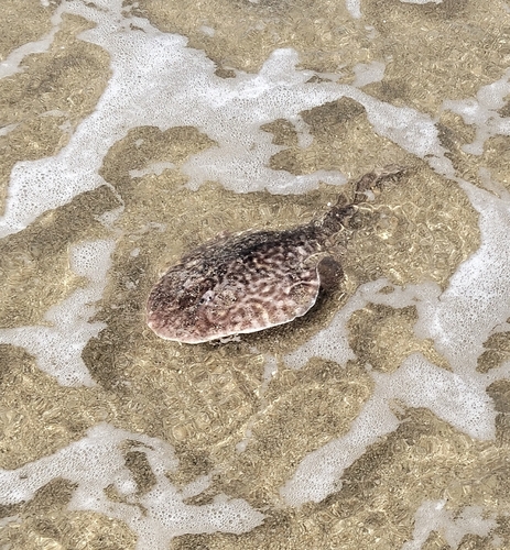 Vermiculate electric ray (Narcine vermiculatus) — Narcinidae — 3