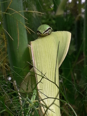 Hyla eximia