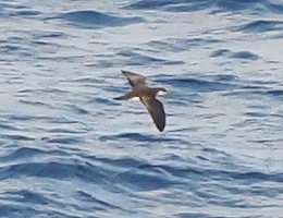 Tropical shearwater flying low over the sea in the Indian Ocean