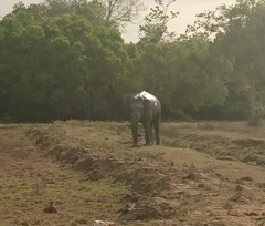 Elephas maximus maximus