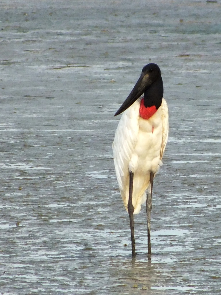 Jabiru from Texmar Shrimpfarm. Stann Creek District, Belize on ...