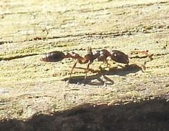 Tetraponera