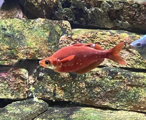 Red rainbowfish (Glossolepis incisus) — Melanotaeniidae — 2