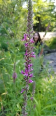 Lythrum salicaria