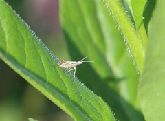 Plutella porrectella