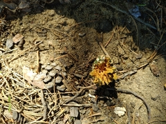 Dendrocopos major