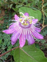 Passiflora urbaniana