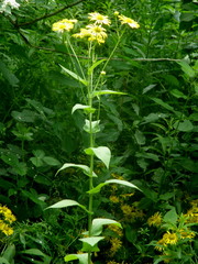 Doronicum austriacum