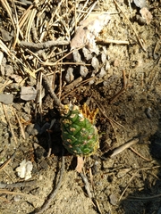 Dendrocopos major