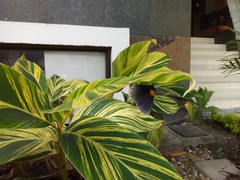 Hades noctula