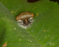 Mastophora phrynosoma