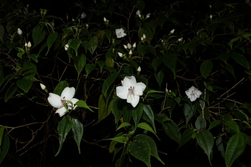 Image of Barthea barthei by (c) 林正文, some rights reserved (CC BY)