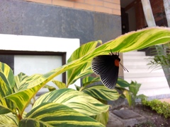 Hades noctula