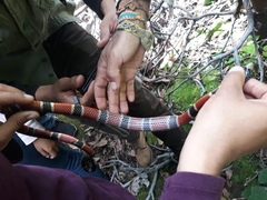 Micrurus nigrocinctus