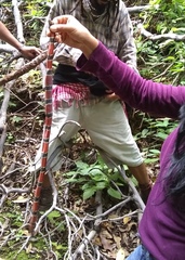 Micrurus nigrocinctus