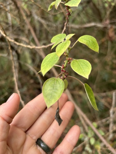 Neraudia ovata observed 2025-03-11