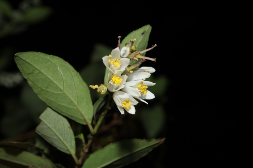 Image of Deutzia pulchra by (c) 林正文, some rights reserved (CC BY)