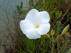Rhabdadenia biflora