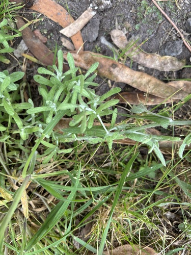 Pseudognaphalium sandwicensium observed 2025-03-11