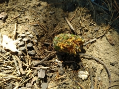 Dendrocopos major