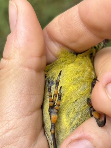 Chlorodrepanis virens observed 2025-03-11