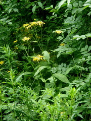 Doronicum austriacum