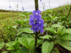 Stachytarpheta frantzii