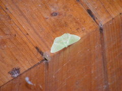 Tanaoctenia haliaria